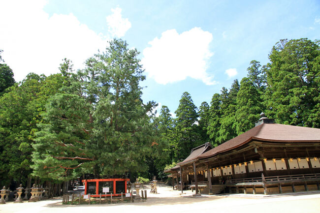 三鈷の松<br />この松葉は、三鈷杵と同じく三股に分かれています。落葉した三葉の松葉は黄金色をしており、身につけていると「金運」を招く縁起物として、また、「飛行三鈷杵」の霊験にあやかるため、「お守り」とするために探し求める多くの参拝者がいらっしゃいます。