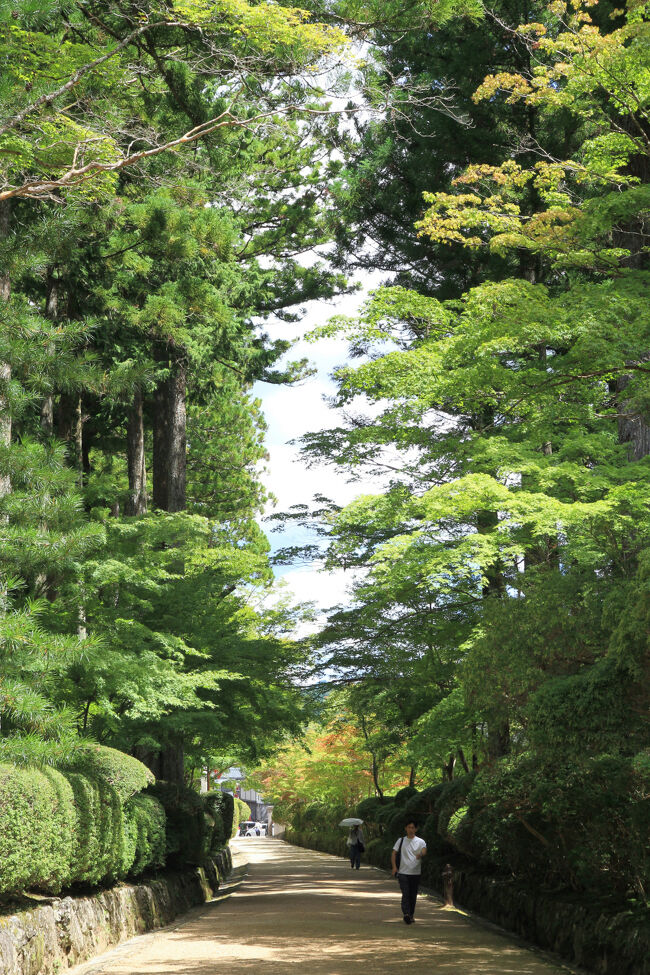 大伽藍の諸堂をすべて巡る余裕はないので、秋には紅葉が素晴らしい蛇腹路を通り金剛峯寺の前まで行き、霊宝館へ戻り「奥の院」へ行きました。<br />