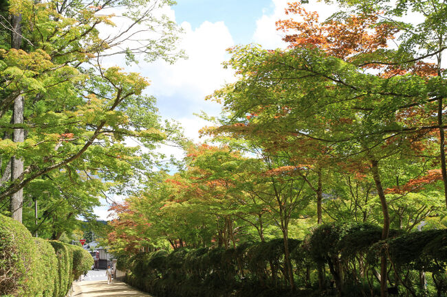 蛇腹路<br />所々色づいています。