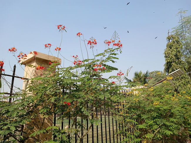 博物館に咲いていた花と空に舞うトンビのコラボレーション。。。<br />カラチの街には至る所でトンビやハトが飛び回っていました。