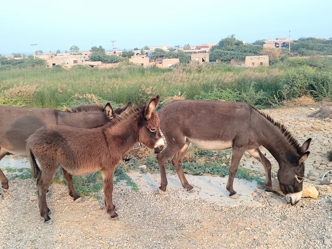 ロバさんのお通り～