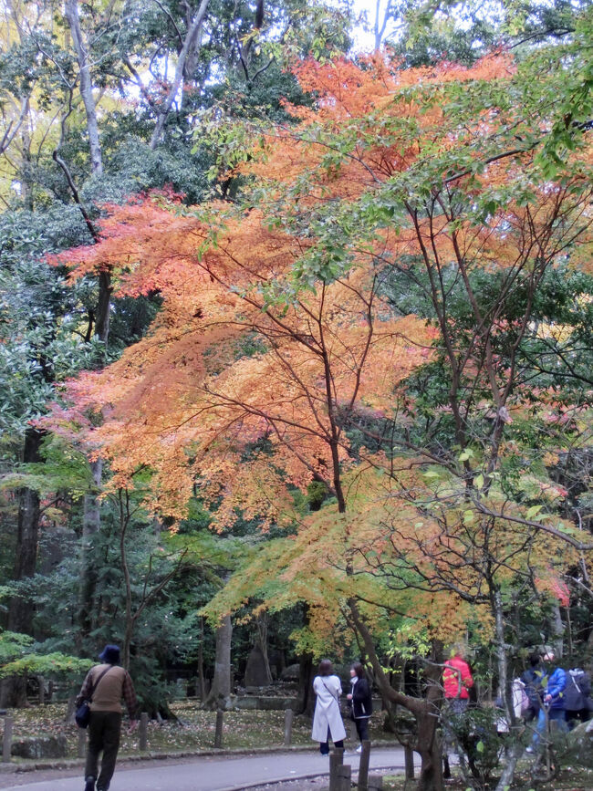 紅葉が美しい。