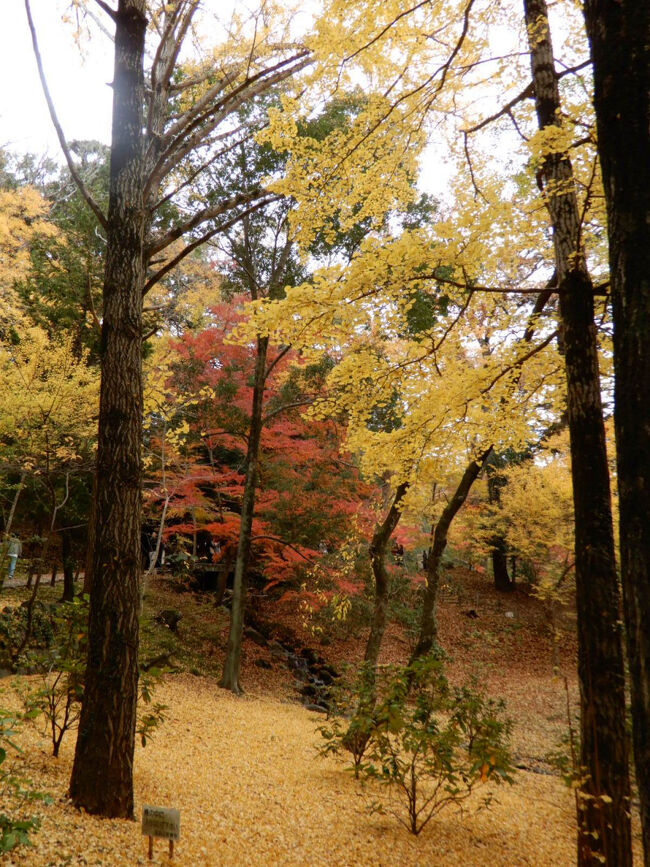色付いたイチョウの葉が、雨のように降り注いできます。