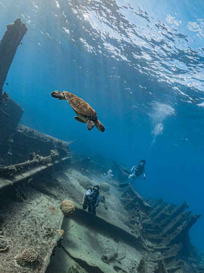 ウミガメに遭遇できましたー！<br />若い亀で最初遠ざかって行ったのだけどUターン。<br />近づいてきてくれましたー