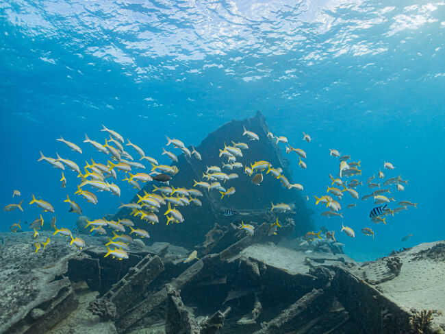 何かの群れ。<br />魚の名前をボードに書いて教えてくれるのだけど、覚える気が無いので覚えられず。