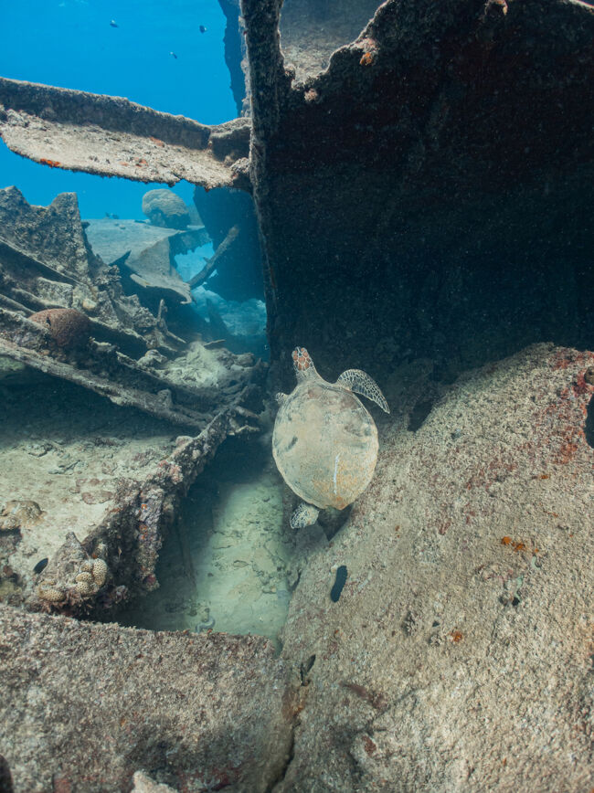 こちらにもカメさん。<br />そこまで大きくないのに妙に甲羅が苔むしているなと思ったら右後ろ脚がありません！<br />サメにやられちゃったのかなぁ。<br />亀は万年。<br />無事に長寿を全うしてねー。