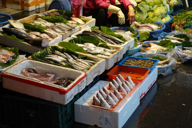 サバヒーヘッドかしら？恨めしそうに？