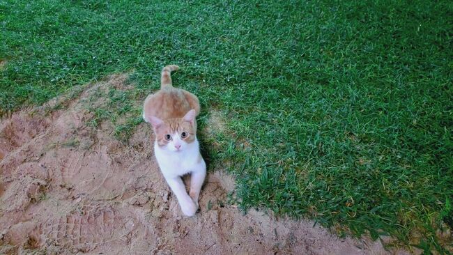 サイパンは野良ネコが多い。<br />美人ちゃんが足元で待機。