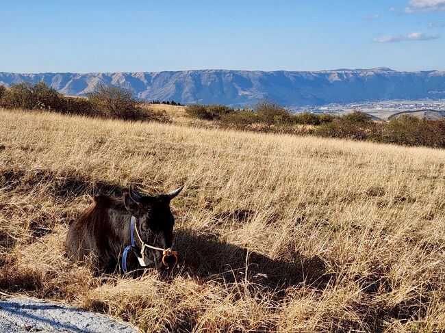中岳火口への道路端で