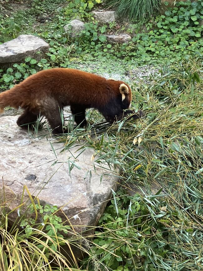 やっぱレッサーパンダかわいい。