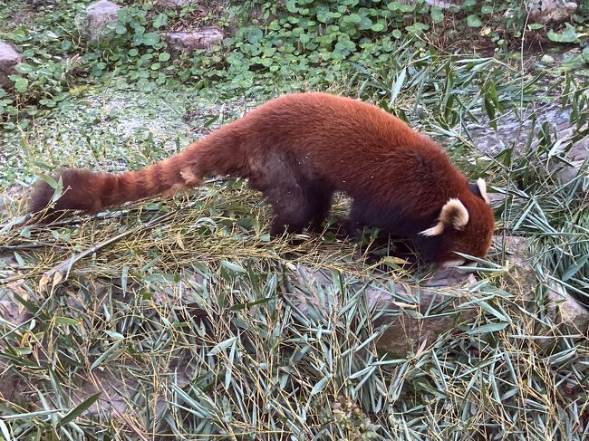 植えてある植物の木の実？草？を食べてる。野生状態の感じがでていいね。