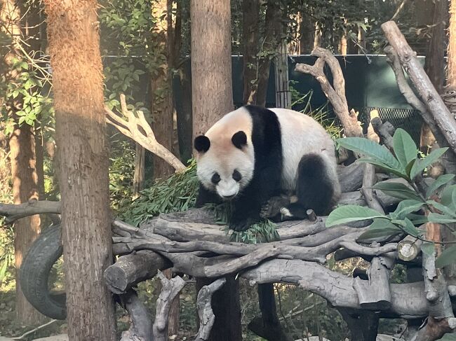 中国なのでジャイアントパンダ見る。屋外はアクリルの厚い板で囲まれているが、昔は何もなかったなあ。やっぱレッサーパンダのところより人がちらほらいた。