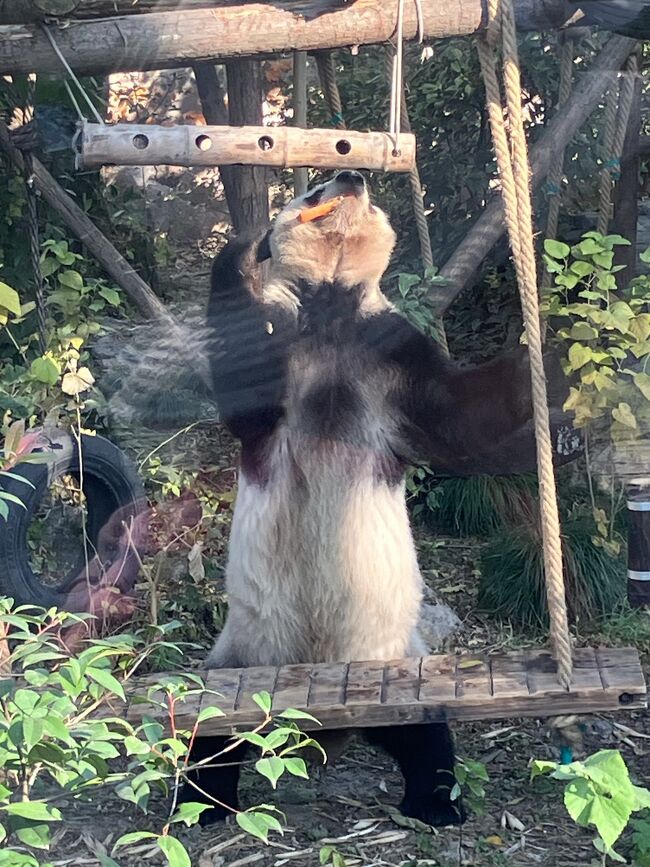 上の竹のなかに餌があるらしい。
