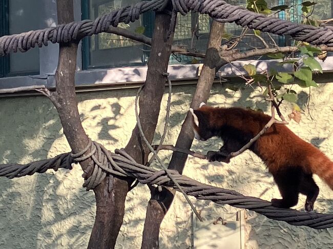 またレッサーパンダのところに。屋外は２箇所あった。ロープのところ何回もわたってとても元気。