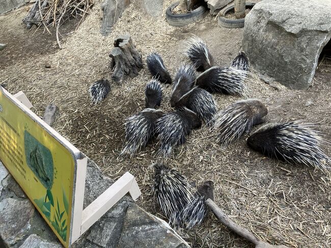 何がいるのかなと下をみたらヤマアラシいっぱい！