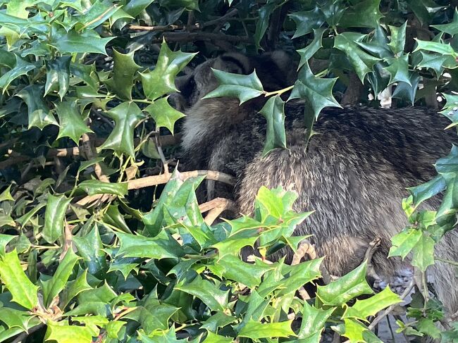 狸は臆病で木の陰にずっと隠れてた。ちょっと外出ててもすぐ隠れてしまう。