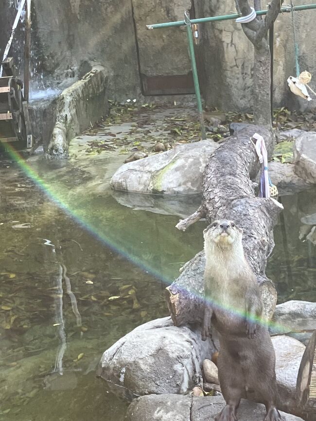 かわうそもかわいい。