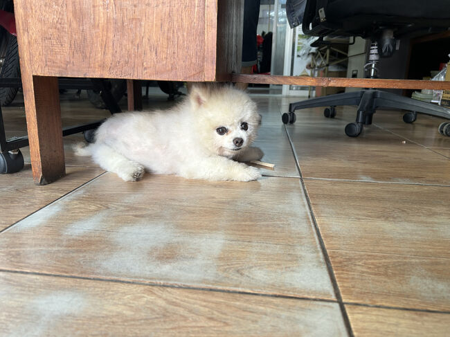 ホテルから歩いて3分くらいの場所にある『Laundry Express Chiang Mai By Enjoy』へ。<br />お店には白いふわふわのわんちゃん。<br />おやつを取られると思ったのか、近づいたら吠えて怒られてしまいました。<br /><br />ランドリーは1kg50バーツが相場っぽいのですが、当日仕上がり（10時間後）希望で70バーツでした。<br />100バーツで3時間のコースもありました。<br /><br />＊ランドリーサービス（10時間後・1kg）：70バーツ（約315円）