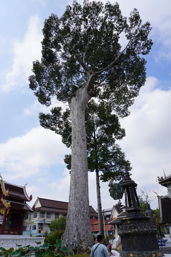 入って最初に目に入るのはこの大きな木！<br />1800年に当時の王様によって植えられたものだそうです。