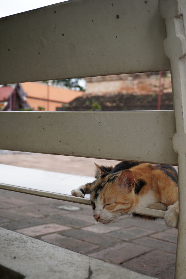 ベンチでお休み中のねこちゃん。<br />よくこのポーズで寝てるのかな。