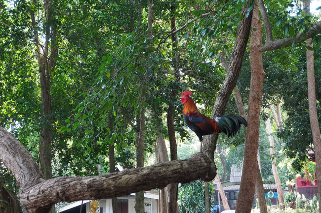 バイクタクシーで10分強、街から少し離れた場所にあるお寺『Wat Umong（ワット・ウモーン）』。<br />そして着いて早々、当たり前のようにいるニワトリ。なぜ？<br /><br />＊Grabバイクタクシー：31バーツ（約139円）