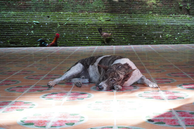 ニワトリもいれば、わんこもいる。