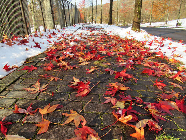紅葉の落ち葉と雪・・・冬の訪れを感じます。