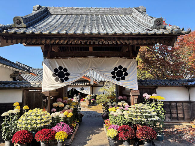見事な菊の花に飾られた西郷頼母の『家老屋敷（西郷頼母邸）』の「表門」・・・西郷家は会津藩の家臣のひとりで、代々家老職を務め千七百石取りの家柄でした。<br />表門は、上級武士のみが通ることを許された門です。