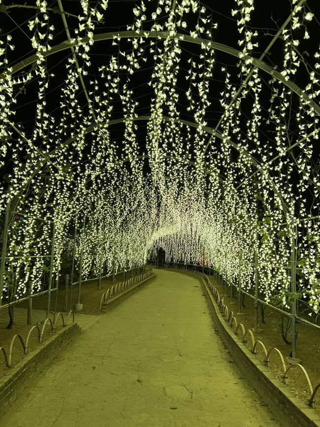 あしかがフラワーパーク