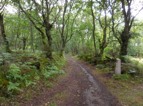 舗装路を離れると、ずんずんと淋しい山道に入っていきます。<br />食糧買出しの方はSan Román da Retortaのアルベルゲ手前１キロに小さな店があったのを覚えてたけど、行ってみたら立派なバル兼ティエンダにバージョンアップしてました。ここで仕入れないとメリデまでの三日間は店なしなので多少高くても買いこむ必要があります。