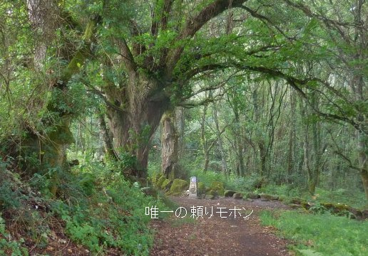 バルなので入ってまずやることは冷たいビールを一杯。次に数少ない商品を物色して、持ち運びに負担にならずに腹もちが良さそうなのを買いました。大量のカステラパンとスープの元にパックジュース２個。炭酸系が買いたかったけど店部門にはなくて、バル部門の棚に並んでいる。あれはきっとバルで飲む値段で高いんだよ。