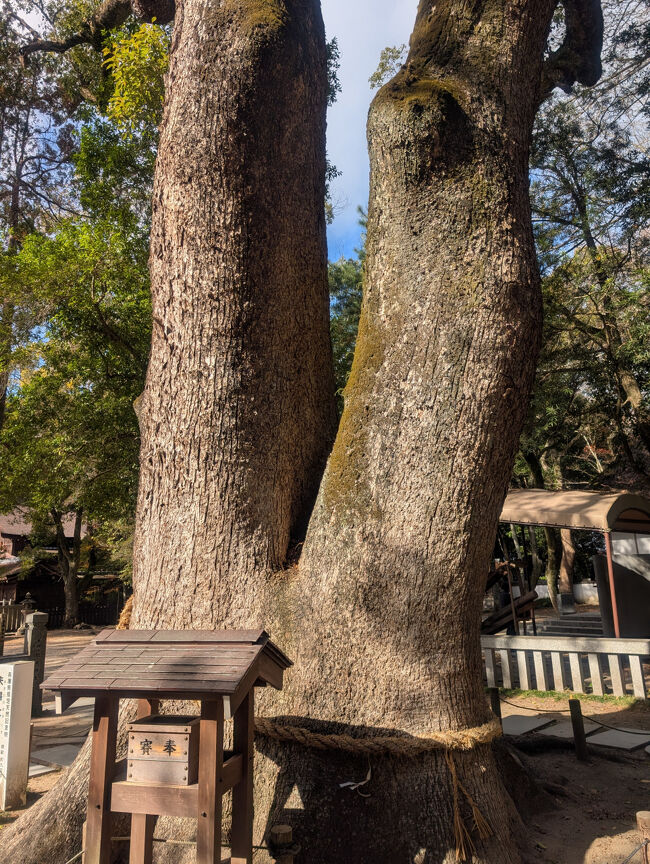 2本のクスノキが成長して、一体化しています