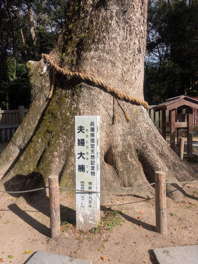 夫婦円満のご神木