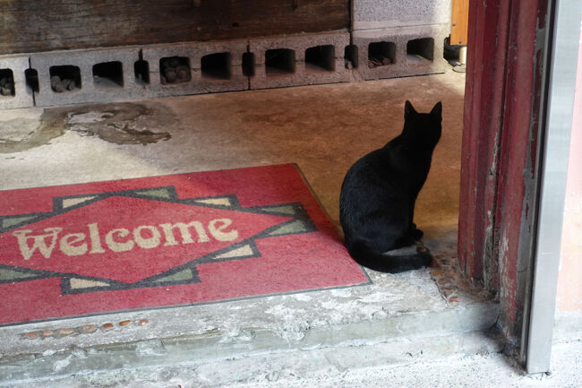 幸先良く？黒猫に横切られる。