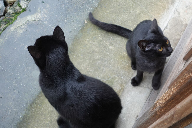 さっきの黒猫さんのお店でした。手前はお母さんやろか。