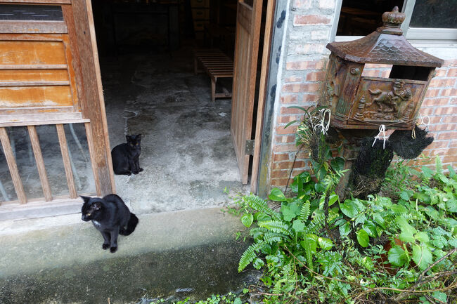 子猫はウロウロしてますが、お母さんは一点を見つめる…