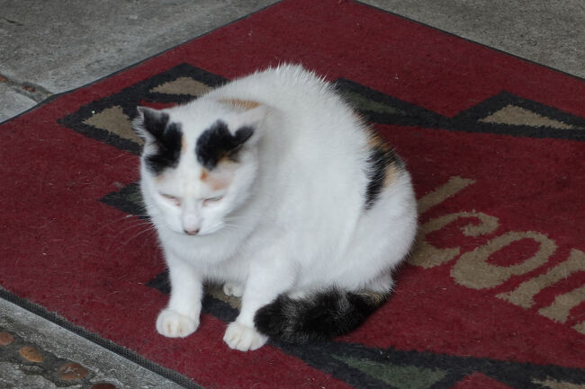 また増えとる…