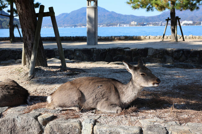 10分ほどで宮島に上陸しました。