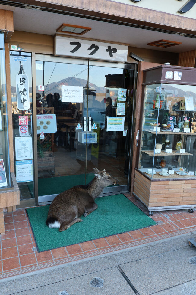 参道の途中に人だかりができていて、何かと思ったら…この状況。<br />幾らなんでも堂々としすぎでは(   ˙-˙   )･･･<br /><br />もしかして、お店の店主さんが化けてる？？