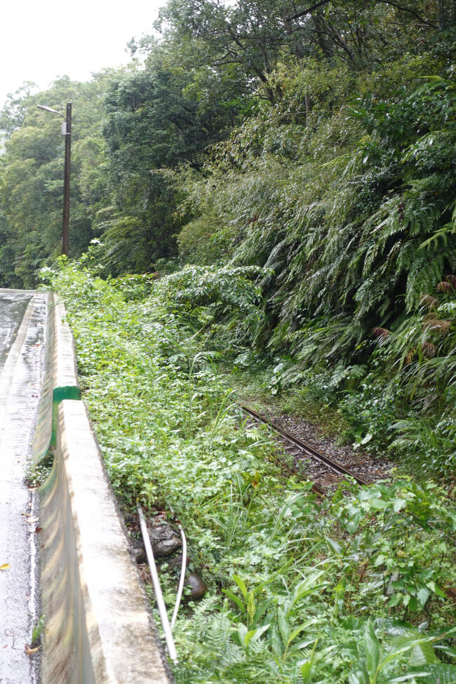 運休の間に育ってます？