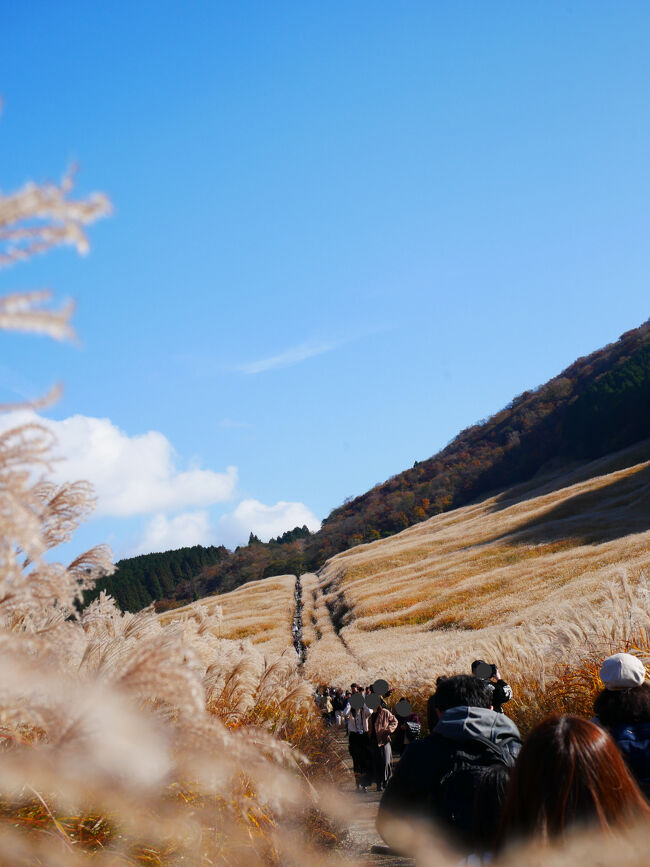 想像以上に広くて、一面のススキっ原！<br />この広大なススキ原に1本、道が通っていて、そこを行って帰ってくるみたい。