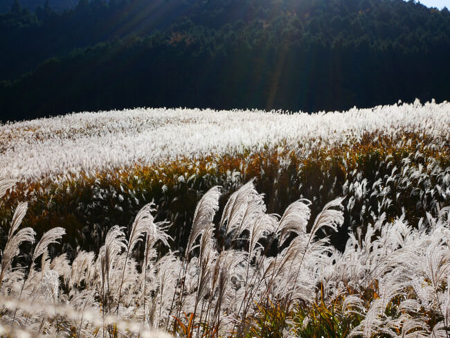 奥の森の向こうからちょうど日が昇ってきて、ススキの穂がキラキラしています。