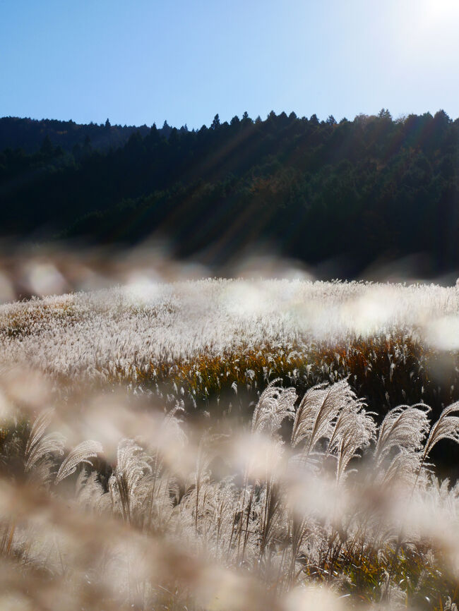 うわ～、きれいだ～。