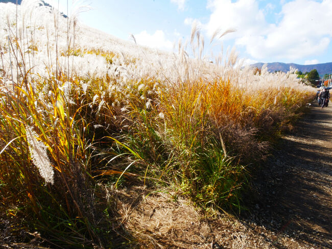 通路脇にこんな感じに数歩入れるところがいくつもあって、そこから写真を撮りました。