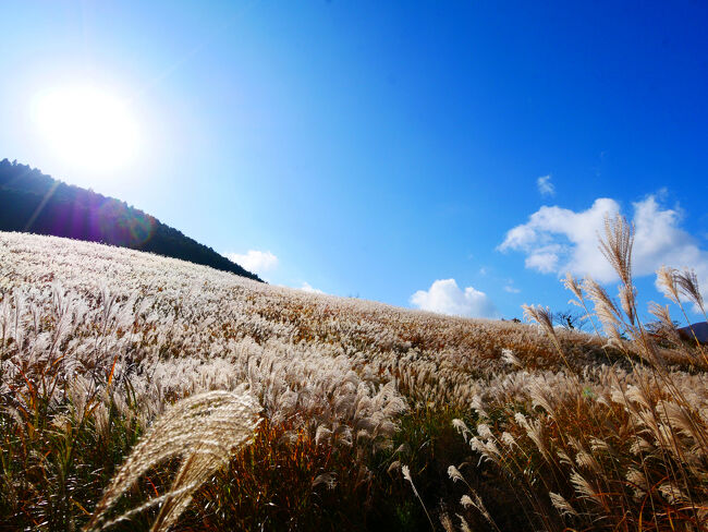 一面のススキ！<br />山の斜面で起伏があることで、動きのあるすばらしい景観になっているんじゃないでしょうか。