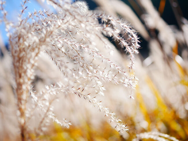 ほわほわの穂。<br />イネ科花粉症なので、開花・花粉の時期にここに来たらくしゃみが止まらない、地獄のような場所なんだろうな。<br />今の時期ならその心配もないのでいくらでも写真を撮って楽しめます。<br />