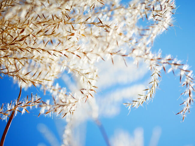 ちょうど日が昇ってくる時間で穂が明るく照らされてよかった。