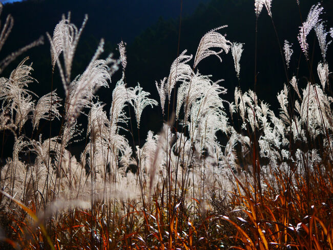 今度は露出を落として、あえて暗い、秋の終わりっぽい感じに。