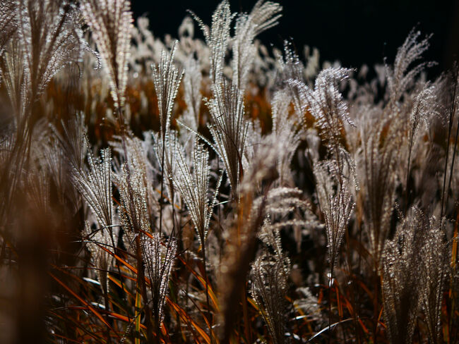 ススキって、どちらかというとこういう暗いイメージの方が強いんじゃないでしょうか。