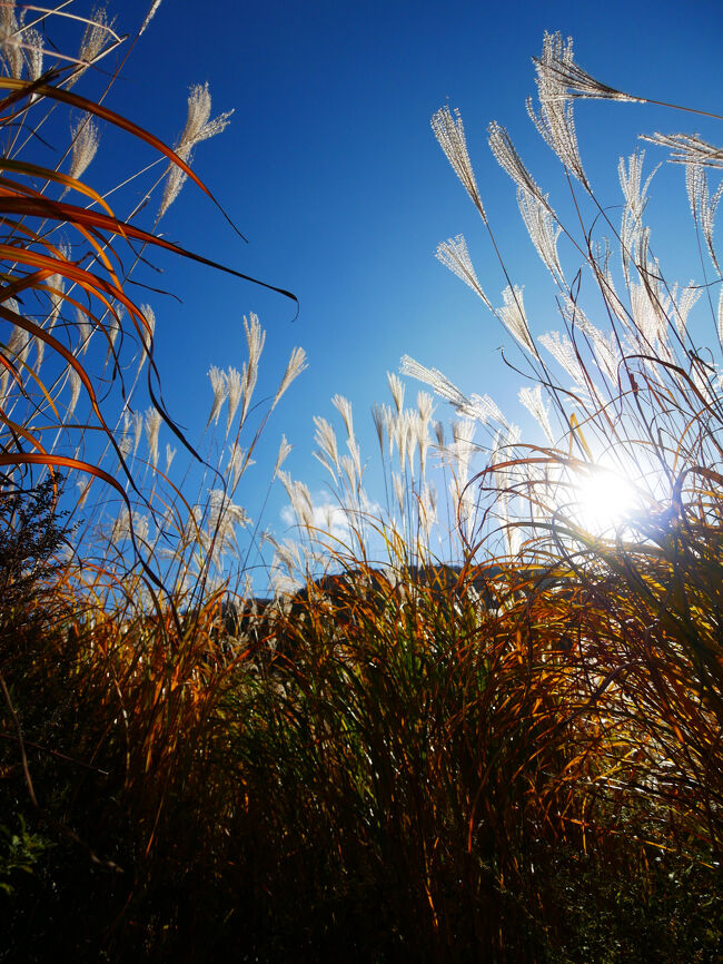 ススキの方がずっと背が高くて、囲まれて見上げてます。